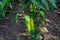 Sun-Kissed Bounty: Young Green Peppers in Summer\\\'s Glow