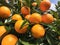 Sun-Kissed Citrus Delight: A Close-Up View of Fresh Oranges Hanging Amidst Lush Green Leaves