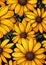 Sun-Kissed Daisies: A Retro Garden of Yellow Patterns and New De