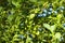 Sun-Kissed Delights: Ripe, Wild Blueberries Glistening on Sunlit Shrubs, a True Forest Treasure