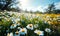 Sun-kissed, flowering daisy field with a vibrant display of white petals and yellow centers surrounded by lush green grass under a