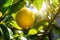 Sun-kissed Fresh Lemon Hanging on a Leafy Tree Branch in Nature