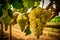 The sun-kissed grapes for white wine grow and ripen in a vineyard, basking in the warmth of the day.