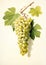 Sun-Kissed Hybrid Grapes: A Closeup Illustration of White and Ye