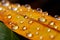 Sun kissed leaves water droplets on orange yellow fallen leaves after rain