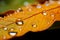 Sun kissed leaves water droplets on orange yellow fallen leaves after rain