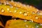 Sun kissed leaves water droplets on orange yellow fallen leaves after rain