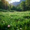 Sun kissed meadow Alpine grass gleams under the radiant sunlight