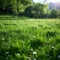 Sun kissed meadow Alpine grass gleams under the radiant sunlight