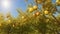 A sun-kissed orchard with ripe, golden apples hanging from the branches, contrasting against the azure sky.