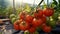 Sun-Kissed, Ripe Red Tomatoes Ready for Harvest. Generative AI