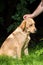 Sun-Kissed Serenity: Yellow Labrador Enjoying Gentle Affection in the Grass