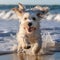 Sun-Kissed Sprint: Puppy\\\'s Delightful Beach Escapade