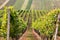 Sun-Kissed Vineyard Path
