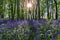 Sun light casting shadows through Bluebell woods, Badby Woods Northamptonshire