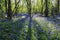 Sun light casting shadows through Bluebell woods, Badby Woods Northamptonshire