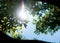 Sun light and Cinnamomum camphora tree