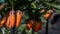 Sun light on flowers, hazel grouse imperial, garden flowers