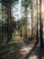 Sun light in morning forest with a tall trees and long shadows