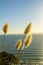 Sun lights up ripples across sea from horizon and backlights the pampas flowers on side of Mount Maunganui scenic view with pampas