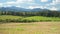 Sun lit meadow with small forest of coniferous tree background - camera slide slowly