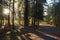 The sun in the morning illuminates the footpath in a dense fir park