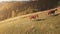 Sun mountain horses pasture aerial. Autumn nature rural landscape. Farm animals on grass mount hill