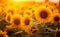 Sun oil nature yellow sunflower agriculture field sunlight farming flower summer meadow