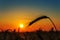 Sun over grain field