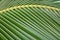 Sun over green palm leaves. Macro shot sheet coconut palms