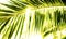 Sun over green palm leaves. Sun rays through exotic leaves close up