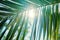 Sun over green palm leaves. Sun rays through exotic leaves close up
