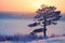 Sun over lonely pine tree and siberian  river Tom under the snow and ice at evening sunset time in winter