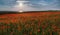 Sun over Poppies, Polly Joke, West Pentire, Cornwall