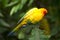 Sun Parakeet