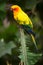 Sun Parakeet