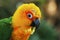 The sun parakeet, also known in aviculture as the sun conure
