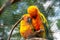 Sun parakeet, also known in aviculture as the sun conure, Aratinga solstitialis