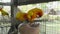 The sun parakeet Aratinga solstitialis, also known in aviculture as the sun conure.