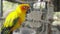 The sun parakeet Aratinga solstitialis, also known in aviculture as the sun conure.