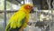 The sun parakeet Aratinga solstitialis, also known in aviculture as the sun conure.