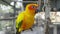 The sun parakeet Aratinga solstitialis, also known in aviculture as the sun conure.