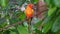 The sun parakeet beautiful colours of yellow, orange and red Aratinga solstitialis, aka sun conure in South Americ