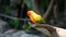 The sun parakeet beautiful colours of yellow, orange and red Aratinga solstitialis, aka sun conure in South Americ