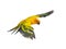 Sun parakeet, bird, Aratinga solstitialis, flying, isolated
