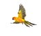 Sun parakeet, bird, Aratinga solstitialis, flying, isolated