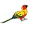 The Sun Parakeet parrot brazil. vector illustration