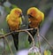 The Sun Parakeet or Sun Conure Parrots