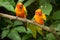 Sun Parakeets