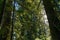 The sun passing between the branches of the trees in the Avenue of the Giants, California, USA.